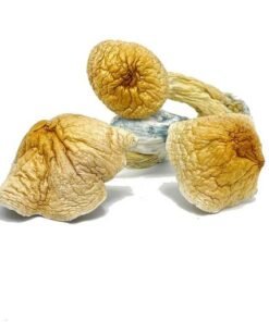 African Transkei Magic Mushroom