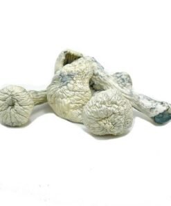 Koop Albino Penis Envy | Magische paddenstoelen